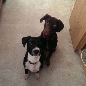 Meet your Posher, Brice